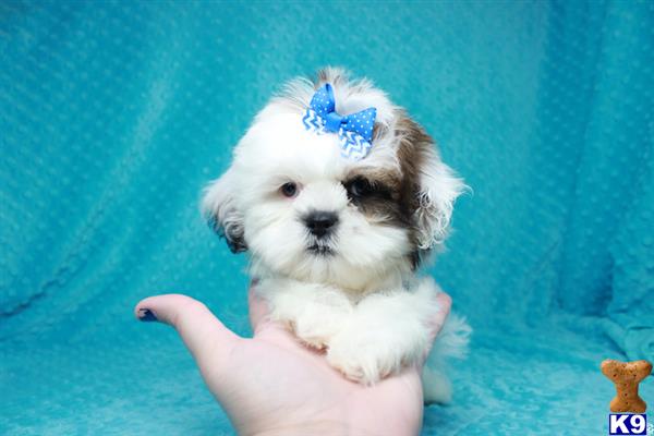 lvpuppyheaven Picture 3